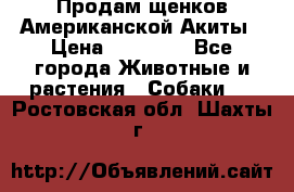 Продам щенков Американской Акиты › Цена ­ 25 000 - Все города Животные и растения » Собаки   . Ростовская обл.,Шахты г.